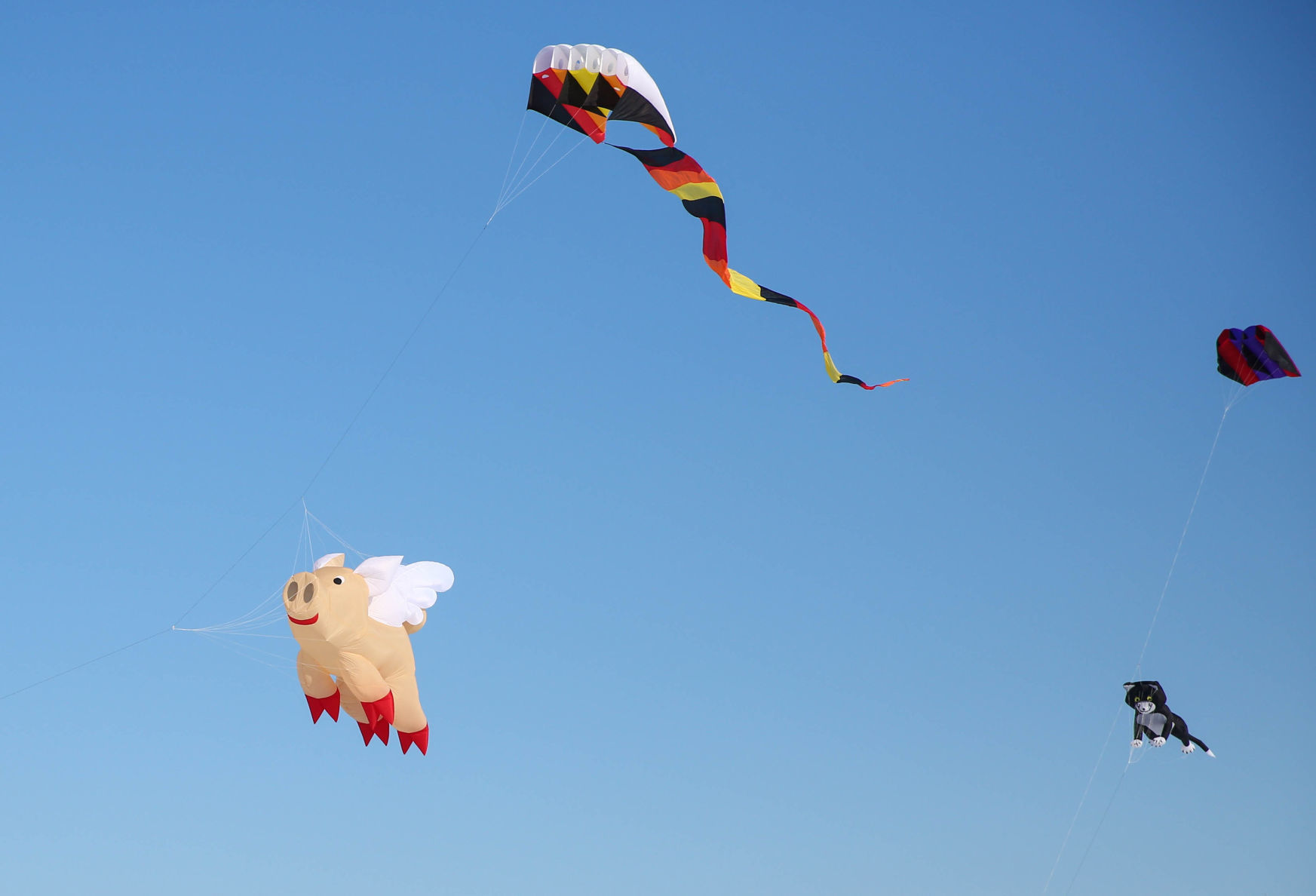 Color the Wind kite festival 02-15-2020 (8).jpg